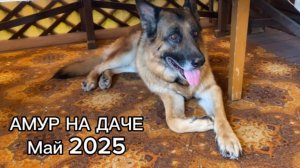 Весенние работы. Амур немецкая овчарка с  нами.