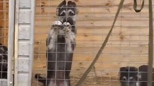 Щенки ВЕО питомника "Веолар" помет-"Ф"(Вивьен-Кинг))