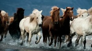 Детская песенка Далеко-далеко ускакала в поле молодая