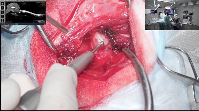 сирингомиелия в шее у собаки кинг чарль спаниель смотреть онлайн