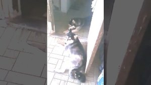 щенок хаски защищает котёнка от мамы хаски))
