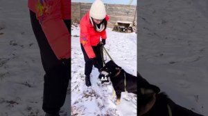 Как приучить собаку к поводку?