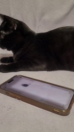Смешные кошки / Funny cats video 🐈🐱🐈 Котик Вася наблюдается за мышкой