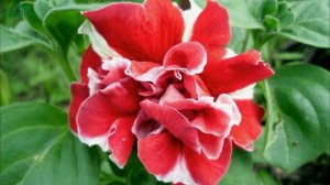 Что посеять в феврале - 7 дач