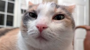 Приколы с котами! Смешные коты - Самые смешные животные С ОЗВУЧКОЙ! Ржака!!