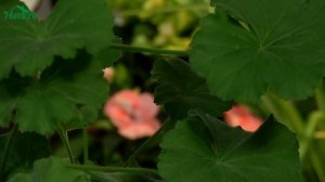 Комнатная герань (пеларгония) - здоровье в доме - 7 дач