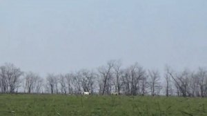 Охота на зайца с грейхаундом. Сезон 2025