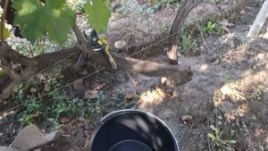 Как я сохраняю виноград до весны. Старинный способ.