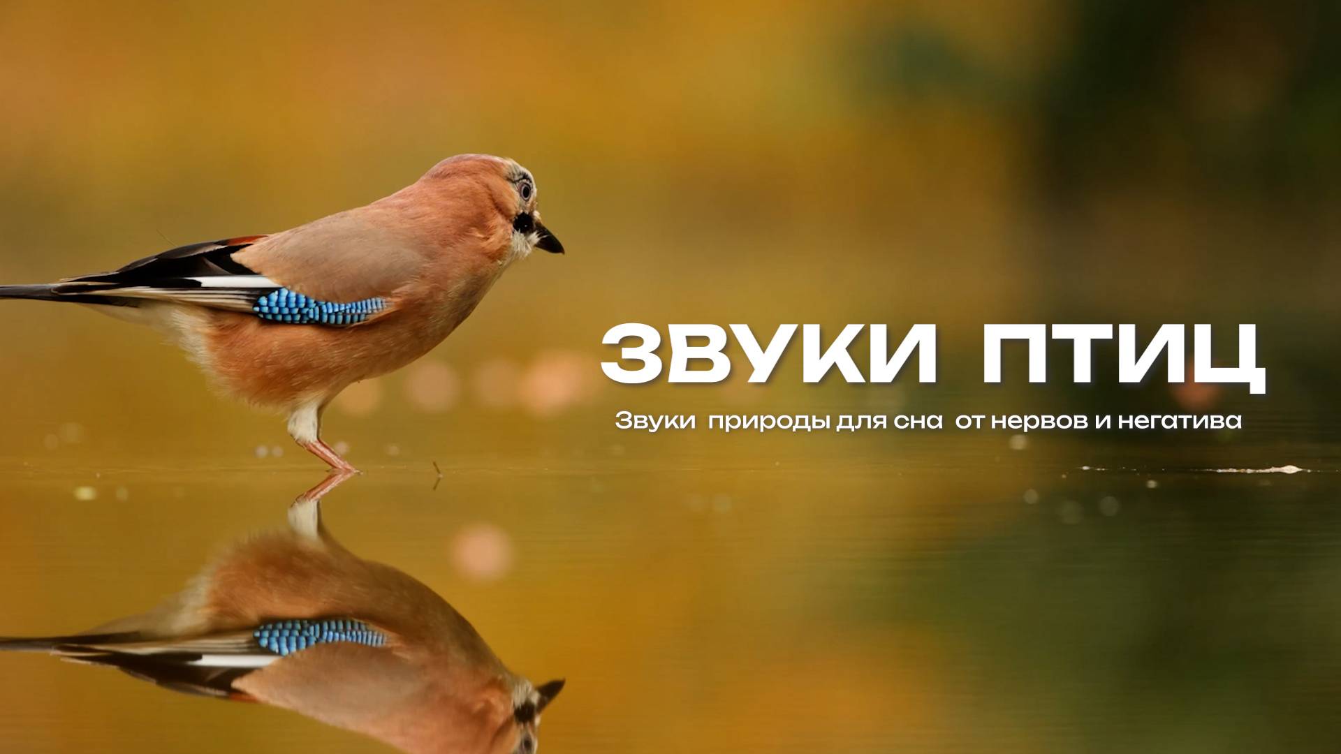 Звуки  птиц . Для сна от неврозов и негатива