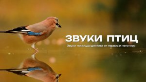 Звуки  птиц . Для сна от неврозов и негатива