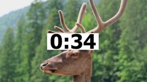 Zoos Открытый досрочный 2025