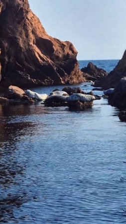 Морские котики во Владивостоке где посмотреть?