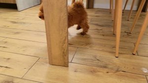 Маленький щенок мальтипу играет со своей хозяйкой. 🌸?