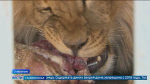 Ставрополец полтора года держал льва у себя во дворе