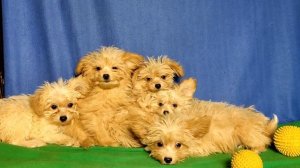 Помапу- щенки дизайнерской породы - померанского шпиц?