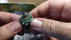 Турбиникарпусы. Новая Посылка. Turbinicarpus. Уход за кактус?