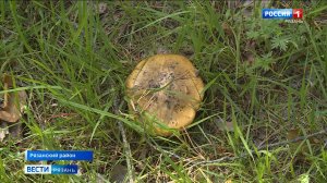 Сезон тихой охоты открыт в рязанских лесах