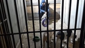 Бугай Алабай. Вечерние будни заводчика САО