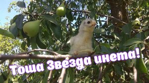 Тоша Звезда инета!