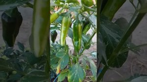 Острый декоративный перец Рыбка