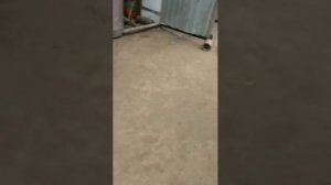 Daf 105 Даф 105 на замену компрессора