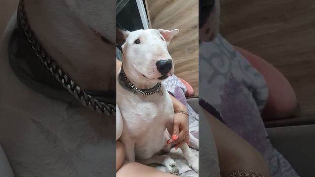 любовь любовная Этуаль бультерьер Кастропуло Крым смотреть онлайн