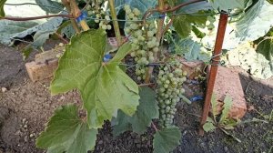 Фронтиньяк блан - белый технический сорт винограда в С