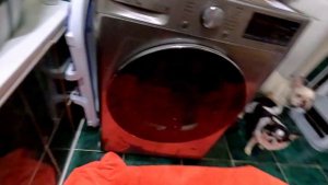 Влог: моем чихуахуа, золотистого ретривера и французс?