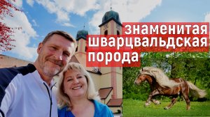 76/Германия. Корова в цвет немецкого флага. Прическа Трампа в курятнике. Запрет на выгул собак.