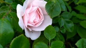 Турецкий сериал Лейла 9 серия русская озвучка | Дживан