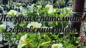 Поездка в питомник. Егорьевский район./10