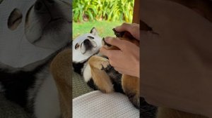 Спа процедуры для пса