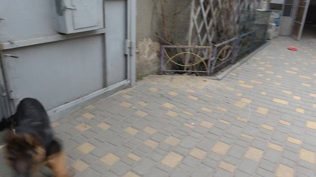 Вкусный Корм для КРАСАВИЦЫ Фели. ЩЕНОК Немецкой овчар?