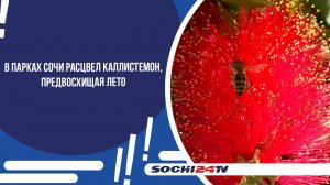 В парках Сочи расцвел каллистемон, предвосхищая лето