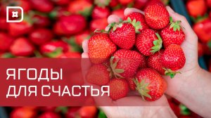 В Дербентском районе созрела клубника и ранняя черешня
