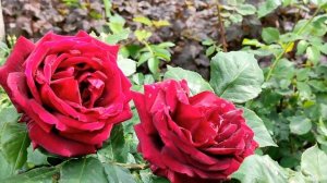 Кровавые цветы 354 серия русская озвучка | Трагический ?