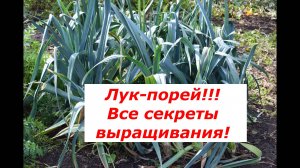 Лук порей. Выращивание. #овощи #полезные советы #лук порей