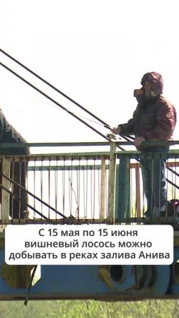 Тысячи рыбаков устремились на реки Сахалина в поисках главного в это время года трофея - симы