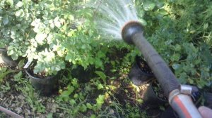 Фрагмент полива роз