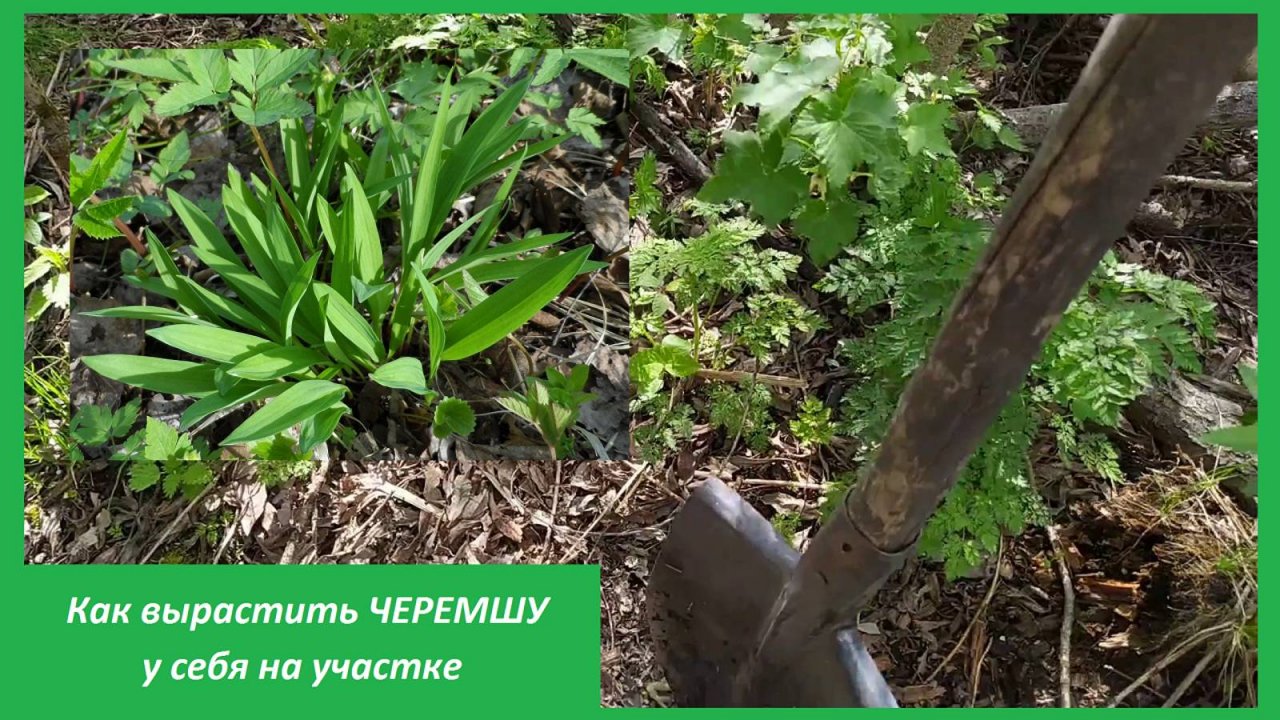 Как вырастить ЧЕРЕМШУ у себя на участке
