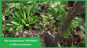 Как вырастить ЧЕРЕМШУ у себя на участке
