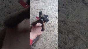 КАК ВЫБРАТЬ Щенка? Как ОПРЕДЕЛИТЬ ХАРАКТЕР?? ВЫБОР ЩЕН?