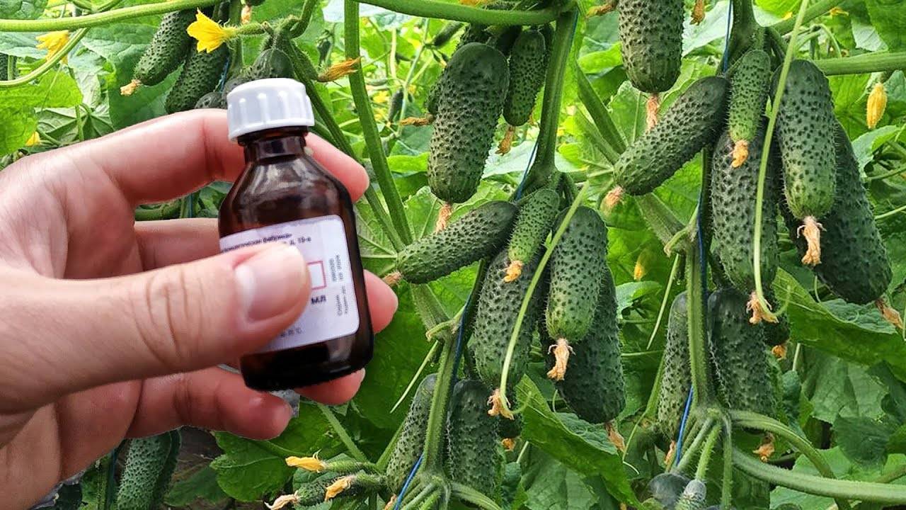 🚀 СУПЕР-ПОДКОРМКА ДЛЯ ОГУРЦОВ: ВЗРЫВНОЙ РОСТ + МЕГАУРОЖАЙ! 🥒💥
