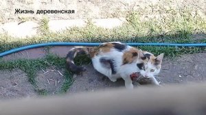 Продолжение истории про кошечку Надю.Надя охотник и кормилица.