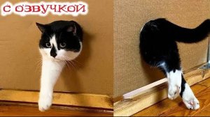 Приколы с котами! С ОЗВУЧКОЙ! Смешные видео с животными! СМЕШНЫЕ КОТЫ! Попробуй не засмеяться!!