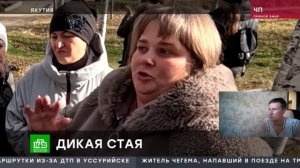 Собаки загрызли девочку в Якутии (Реакция)