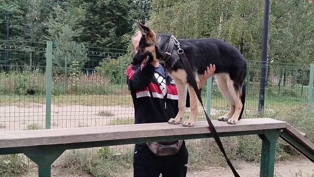 дрессировка щенков восточно европейская овчарка смотреть онлайн