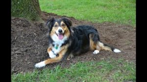 Английская овчарка