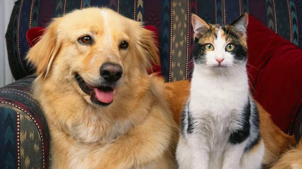 Груминг для Животных! Приколы с Животными! Смешные Видео про Животных смотреть онлайн