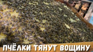 Пчелки тянут вощину: процесс, который стоит увидеть!